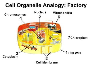 Cell Organelle Analogy: Factory
Cell Wall
Cell Membrane
Cytoplasm
Chromosomes
Nucleus Mitochondria
Chloroplast
 