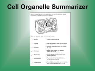 Cell Organelle Summarizer
Cell Organelle Summarizer Name ____________________ Date ______ Period ___
Label the following organelles on the diagram below: Cell Wall, Cell Membrane, Nucleus,
Chromosomes, Chloroplast, Mitochondrion, Cytoplasm.
Match the organelles below to their correct function.
___ 1. Nucleus A. Control Center of the Cell
___ 2. Cell Wall B. Uses light energy to make food for the cell
___ 3. Cytoplasm
C. Provides additional structure and support
for cells
___ 4. Chloroplast
D. Breaks down material and releases
energy into the cell
___ 5. Mitochondria
E. Gel-like substance that nutrients move
through in the cell
___ 6. Chromosomes
F. Physical structures in a cell that contain
the cell’s genetic material
___ 7. Cell Membrane
G. Forms the boundary of the cell and controls
what comes in and goes out of the cell
 