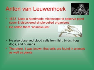 Anton van Leuwenhoek
• 1673- Used a handmade microscope to observe pond
scum & discovered single-celled organisms
• He called them “animalcules”
• He also observed blood cells from fish, birds, frogs,
dogs, and humans
• Therefore, it was known that cells are found in animals
as well as plants
 