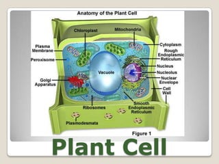 Plant Cell