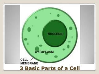 Cell Parts and Their Functions 