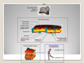 3 Basic Parts of a Cell