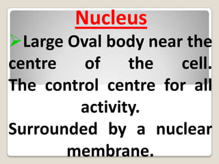 Other Parts of the Cells