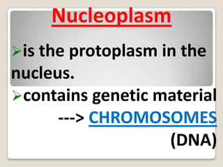 NucleusLarge Oval body near the centre of the cell.The control centre for all activity.Surrounded by a nuclear membrane. Nucleoplasm is the protoplasm in the nucleus. 