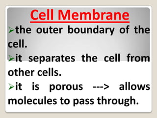 contains more genetic information (RNA)Cell Membrane the outer boundary of the cell.