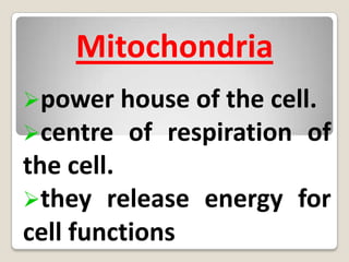 protects + supports the cell. 