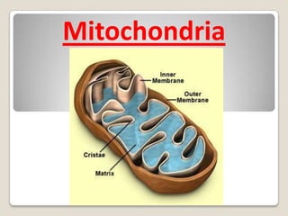 made up of a tough fiber called cellulose.Cytoplasmcell material outside the nucleus but within the cell membrane.