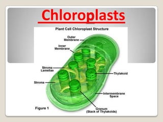 they release energy for cell functionsMitochondria