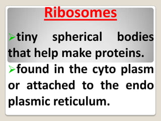 Vacuoles are clear fluid sacs that act as storage areas for food, minerals, and waste.