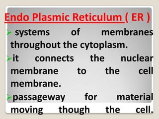 in animal cells the vacuoles are much smaller.Vacuoles 