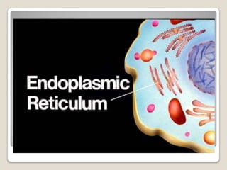  Chloroplasts  Plant cells only ) contains a green pigment known as chlorophyll which is important for photosynthesis. Chloroplasts 
