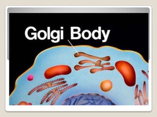 found in the cyto plasm or attached to the endoplasmic reticulum.