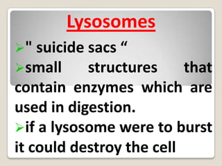 Endo Plasmic Reticulum ( ER )systems of membranes throughout the cytoplasm. 