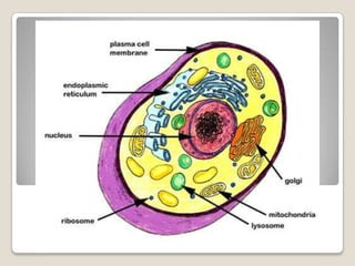 passageway for material moving though the cell. 