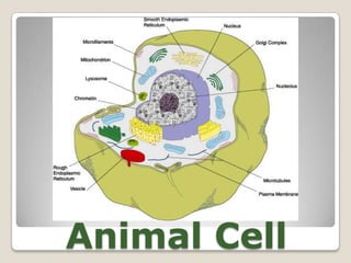 Animal Cell