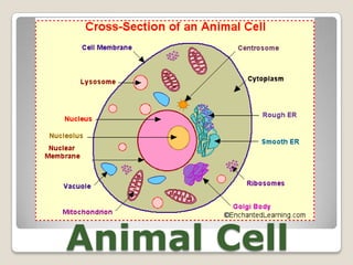 Animal Cell