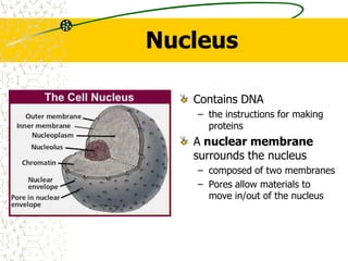 Nucleus Contains DNA the instructions for making proteins  A nuclear membrane surrounds the nucleus composed of two membranes Pores allow materials to move in/out of the nucleus 
