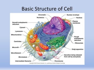 Basic Structure of Cell