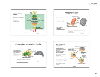16/09/2012




Two Really Important                                                                      Mitochondrion
Organelles

Mitochondria – respiration
                                                              Outer membrane
                                                              Intermembrane space
Chloroplasts –                                                Inner membrane
Photosynthesis.                                               “Matrix” (the inside)




                                                              Inner membrane
                                                              Highly folded
                                                                                                 There is some DNA in mitochondria
                                                              Increased surface area
                                                                                                 Codes for a few proteins particularly important
                                                                                                 In respiration
                                                                                                 Some ribosomes
                                                                                                                                      Fig. 6.17
                                                  Fig 9.2




      Chloroplast somewhat similar                           Mito’s and Chloro’s as 
                                                             Endosymbionts.

                                                             Surprisingly, the DNA of 
                                                             mitochondria and chloroplasts is 
 Outer membrane                                              more similar 
 Intermembrane space                                         To the DNA of prokaryotes 
 Inner membrane                                              than it is to Eukaryotes
 Stroma
 Thylakoid membrane                                          Evidence that mitochondria and 
 Thylakoid space.                                            chloroplasts are
                                                             Prokaryotic symbionts

                                                             Ancient symbiosis – many mito
         Thylakoid highly folded – surface area              and chloro genes have “migrated” 
                                                  Fig 6.18   to the nucleus

        DNA and Ribosomes as in Mito’s
                                                             Original symbiosis 2‐3 Billion 
                                                             years ago.

                                                                                                              Fig 6.16




                                                                                                                                                          10
 