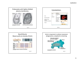 16/09/2012



Prokaryotes with highly infolded 
                                                                   Cytoskeleton.
     plasma membranes.

                                         Actin

                                         Structural protein

                                         Polymer of actin 
                                         Subunits
                                         (a polymer of polymers)

                                         Tensive




                       Fig 27.7                                           Table 6.1




       Recall Muscle                       Actin is important in cellular movement
Myson pulls on strands of Actin             phagocytosis, cytoplasmic streaming




                              Fig 6.27                                                Fig 6.27




                                                                                                        11
 