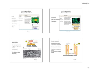 16/09/2012




                              Cytoskeleton.                                               Cytoskeletin

Keratin
                                                            Microtubules
Also tensive
                                                            Rigid, resist compression
Fibrous polypeptides
Coiled together                                             Tubulin dimers

Major anchoring

External protein structures
e.g. Hair




                                     Table 6.1                                                   Table 6.1




                                                            Cellular Movement
Motor proteins
                                                            A series of motor proteins 
                                                            connecting two microtubules
One way organelles move 
things to the right part of 
the cell                                                    Move the doublets laterally

                                                            Push cellular structures into 
Use Atp energy 
                                                            position
                                                            e.g. chromosomes during cell 
Pull the vesicle along                                      division.
microtubule




                                                 Fig 6.21                                                    Fig 6.25




                                                                                                                               12
 