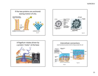 16/09/2012



If the two proteins are anchored:
      waving motion of cilia.




                           Fig 6.25                                                        Fig 6.23




  A flagellum rotates driven by              Intercellular connections
  a protein ‘motor’ at the base       recall membrane proteins bind to things outside the cell




                                                                                Fig 6.30
                                                   Fig 6.6




                                                                                                             13
 