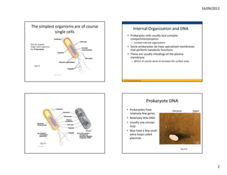 16/09/2012



The simplest organisms are of course                   Internal Organization and DNA
             single cells
                                             • Prokaryotic cells usually lack complex 
                                               compartmentalization
                                                    – Limited internal organization
And the simplest
Single celled organisms                      • Some prokaryotes do have specialized membranes 
Are Prokaryotes
                                               that perform metabolic functions
                                             • These are usually infoldings of the plasma 
                                               membrane
                                                    – Which of course serve to increase the surface area.
    Fig 6.5




                                        © 2011 Pearson Education, Inc.




                                                                         Prokaryote DNA
                                            • Prokaryotes have 
                                              relatively few genes
                                            • Relatively little DNA
                                            • Usually one circular 
                                              loop
                                            • May have a few small 
                                              extra loops called 
                                              plasmids.
              Fig. 6.5

                                                                                                 Fig 27.8




                                                                                                                    2
 