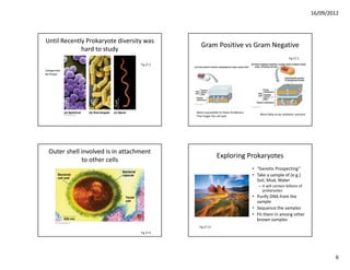 16/09/2012



Until Recently Prokaryote diversity was 
                                                 Gram Positive vs Gram Negative
             hard to study
                                                                                                                  Fig 27.3
                                   Fig 27.2
Categorized
By Shape..




                                              More susceptible to those Antibiotics
                                                                                          More likely to be antibiotic resistant
                                              That target the cell wall




  Outer shell involved is in attachment 
                                                             Exploring Prokaryotes
              to other cells
                                                                                      • “Genetic Prospecting”
                                                                                      • Take a sample of (e.g.) 
                                                                                        Soil, Mud, Water
                                                                                         – It will contain billions of 
                                                                                           prokaryotes
                                                                                      • Purify DNA from the 
                                                                                        sample
                                                                                      • Sequence the samples
                                                                                      • Fit them in among other 
                                                                                        known samples
                                                Fig 27.15
                                   Fig 27.4




                                                                                                                                           6
 