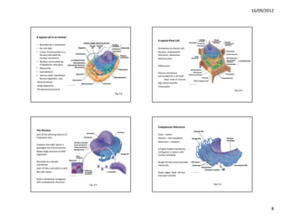 16/09/2012




A typical cell in an Animal
                                                            A typical Plant Cell
• Bounded by a membrane
• No Cell Wall                                              Similarities to Animal Cell:
• Linear Chromosomes in a                                   Nucleus, endoplasmic 
   Nucleus bounded by                                       reticulum, ribosomes
   nuclear membrane                                         Mitochondria
• Nucleus surrounded by 
   Endoplasmic reticulum                                    Differences:
• Ribosomes
• Cytoskeleton                                              Plasma membrane 
• Various other membrane                                    surrounded by a cell wall
   bound organelles, esp:                                        ‐ Rigid, made of cellulose
‐Mitochondrion                                              Big central vacuole
‐Golgi Apparatus                                            Chloroplast
‐Peroxisome/Lysosome                                                                                     Fig. 6.8
                                                 Fig. 6.8




                                                            Endoplasmic Reticulum
The Nucleus
Sort of the defining feature of                             Endo – within
Eukaryote cells.                                            Plasmic – the cytoplasm
                                                            Reticulum – network.
Contains the DNA, which is 
packaged into Chromosomes                                   A highly folded membrane, 
Keeps large amounts of DNA                                  contiguous in places with 
organized                                                   nuclear envelope

Bounded by a double                                         Rough ER had many bounded 
membrane                                                    ribosomes
(sort of like a cell within a cell)
But with pores.                                             Outer edges ‘bleb’ off into 
                                                            transport vesicles
Outer membrane contiguous 
with endoplasmic reticulum
                                      Fig. 6.9                                                Fig 6.11




                                                                                                                            8
 