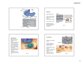16/09/2012




                                                Ribosomes

                                                Made primarily of RNA

                                                Central in protein synthesis
                                                “Read” a transcript of the 
                                                DNA code
                                                (Details in genetics section)

                                                Very numerous in the cell

                                                (NB Ribosomes are also 
                                                present in prokaryotes, but 
                                                not typically bound to          Fig 6.10
                                                membranes).
                                     Fig 6.11




                                                E.g. Lysosomes
Golgi Apparatus
Appears to function in a 
sorting and transport                           Lysosomes contain digestive 
capacity.                                       enzymes
Proteins synthesized by the 
ribosomes in Rough ER                           Therefore contained in a 
Contained within vessicles                      vessicle where they can’t 
which merge with Golgi,                         digest the cell itself.
May be some additional 
processing (e.g. Folding into                   But allow digestion of food 
correct shape)                                  particles
Eventually ‘delivered’ to area                  Phagocytosis  food vacuole
where they are needed
                                                Lysosome merges with 
‐Made into                                      vacuole
lysosomes/peroxisomes
                                                Digestion takes place
‐Merge with cell membrane
                                  Fig 6.15      (single celled eukaryotes)                 Fig 6.13
‐Etc.




                                                                                                              9
 