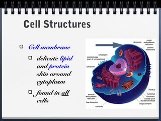 Cell membrane
delicate lipid
and protein
skin around
cytoplasm
found in all
cells
Cell Structures
 