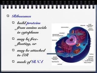 Ribosomes
build proteins
from amino acids
in cytoplasm
may be free-
floating, or
may be attached
to ER
made of RNA
 