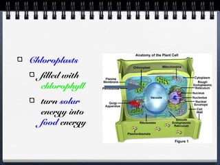 Chloroplasts
filled with
chlorophyll
turn solar
energy into
food energy
 
