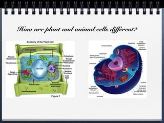 How are plant and animal cells different?
 