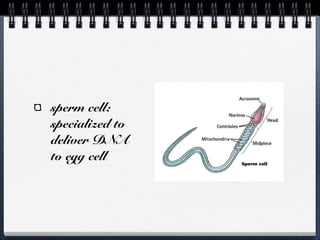 sperm cell:
specialized to
deliver DNA
to egg cell
 