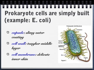Prokaryote cells are simply built
(example: E. coli)
capsule: slimy outer
coating
cell wall: tougher middle
layer
cell membrane: delicate
inner skin
 
