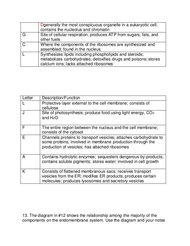 Eukaryotic Cell Organelles And Functions Chart