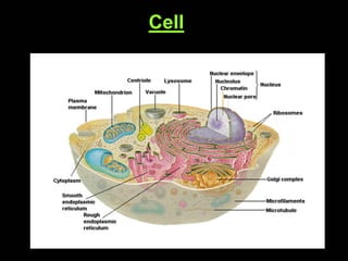 Cell
 