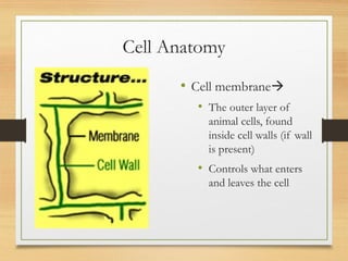 Cells structure for biology lessons .ppt