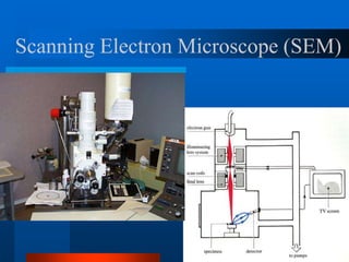 Scanning Electron Microscope (SEM)
 