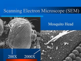 Scanning Electron Microscope (SEM)
Mosquito Head
200X 2000X
 