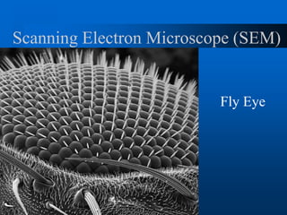 Scanning Electron Microscope (SEM)
Fly Eye
 