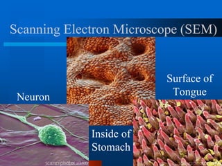 Scanning Electron Microscope (SEM)
Inside of
Stomach
Surface of
Tongue
Neuron
 