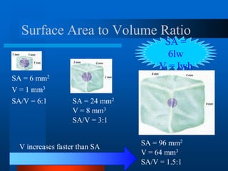 Surface Area to Volume Ratio
SA = 6 mm2
SA = 24 mm2
SA = 96 mm2
V = 1 mm3
V = 8 mm3
V = 64 mm3
SA/V = 6:1
SA/V = 3:1
SA/V = 1.5:1
V increases faster than SA
SA =
6lw
V = lwh
 