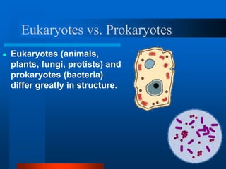 Eukaryotes vs. Prokaryotes
● Eukaryotes (animals,
plants, fungi, protists) and
prokaryotes (bacteria)
differ greatly in structure.
 