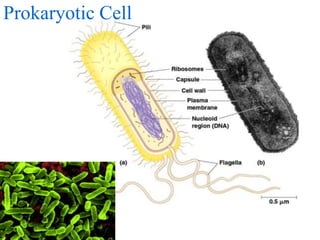 Prokaryotic Cell
 