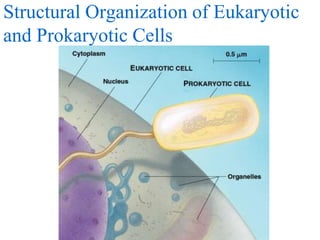 Structural Organization of Eukaryotic
and Prokaryotic Cells
 