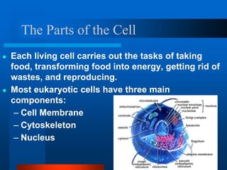 The Parts of the Cell
● Each living cell carries out the tasks of taking
food, transforming food into energy, getting rid of
wastes, and reproducing.
● Most eukaryotic cells have three main
components:
– Cell Membrane
– Cytoskeleton
– Nucleus
 