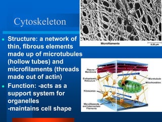 Cytoskeleton
● Structure: a network of
thin, fibrous elements
made up of microtubules
(hollow tubes) and
microfilaments (threads
made out of actin)
● Function: -acts as a
support system for
organelles
-maintains cell shape
 