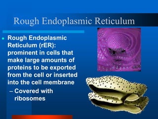 Rough Endoplasmic Reticulum
● Rough Endoplasmic
Reticulum (rER):
prominent in cells that
make large amounts of
proteins to be exported
from the cell or inserted
into the cell membrane
– Covered with
ribosomes
 